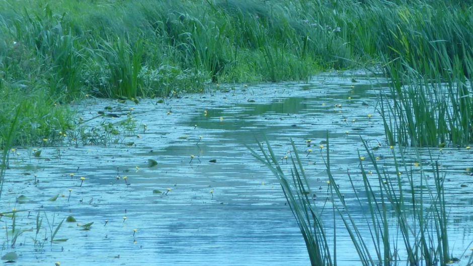 Rubrik_Wasser_Meere-Flussbild-nat-jg.JPG